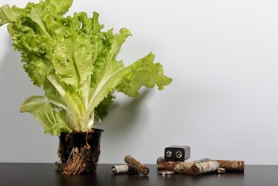 用过的电池和在花盆里生长的绿莴苣。回收废电池。环境保护。地球日。