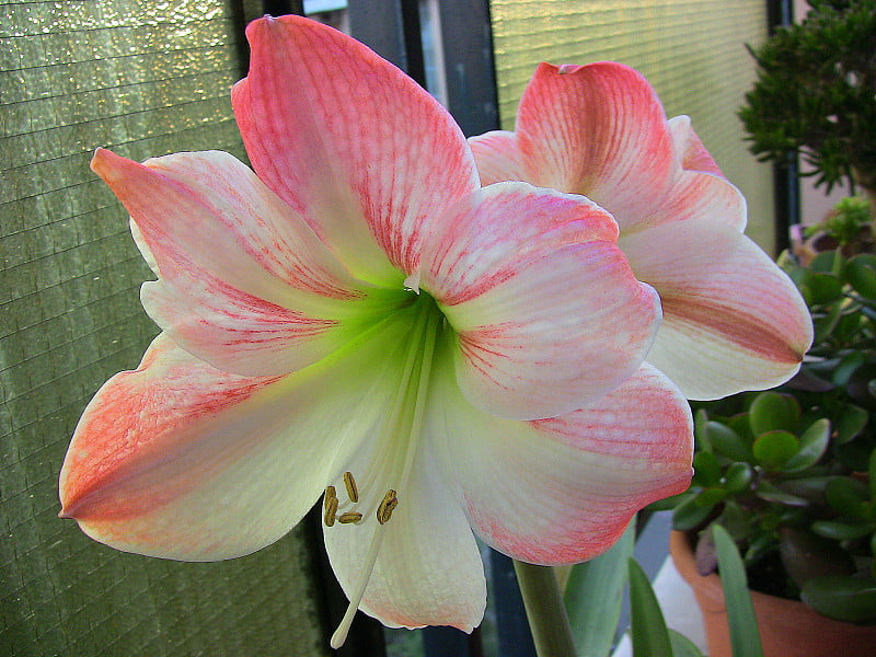 意大利那不勒斯——2020年5月7日:红顶朱顶花(Hippeastrum hybrid)，开美丽的白