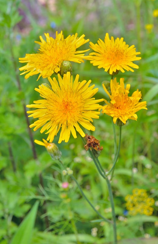 黄花(Sonchus arvensis