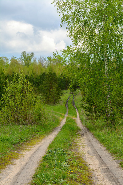 树林里的路