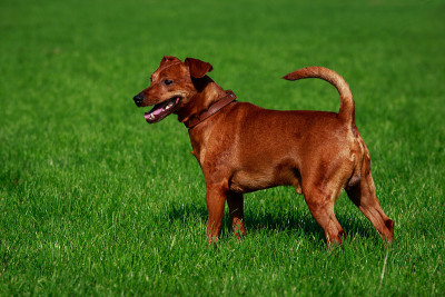 犬种迷你品舍