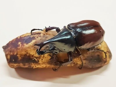 甲虫
