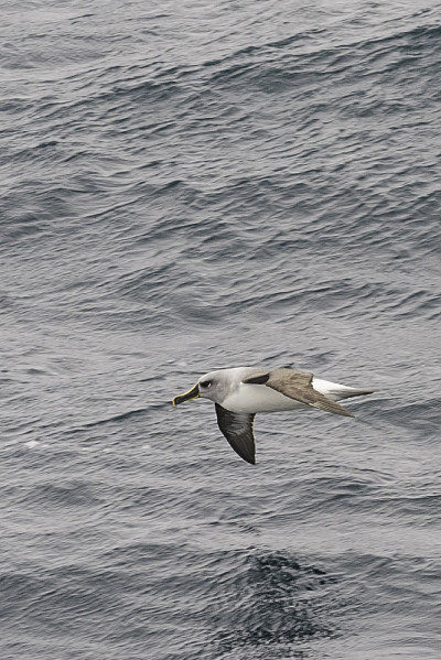灰头信天翁(Thalassarche chrysostoma)也被称为灰头mollymak，发现于南