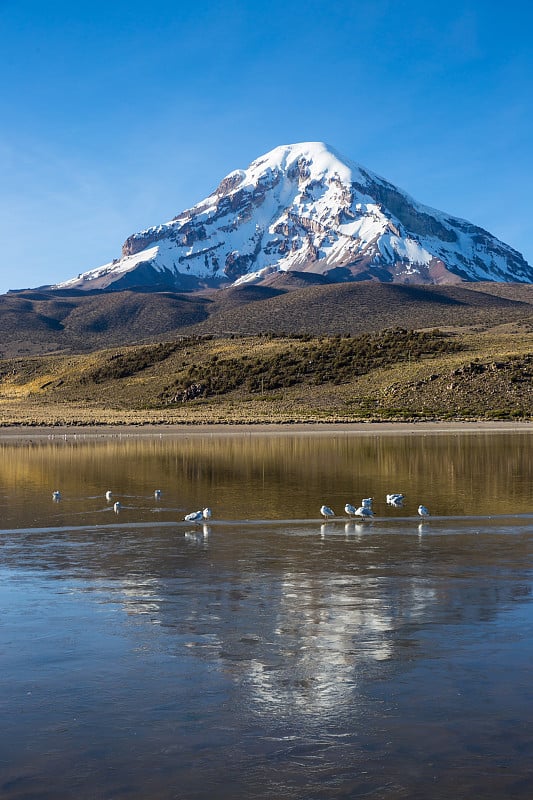 萨贾玛火山和湖泊Huañacota。玻利维亚安第斯