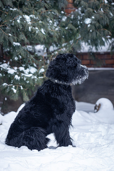 美丽的黑狗巨人雪纳瑞在冬天的雪地里散步。