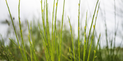 野生植物的绿色针状茎