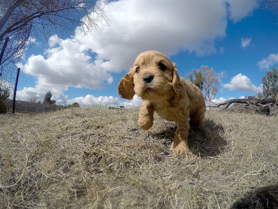 cavapoo