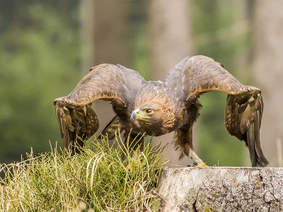 美丽的金雕(Aquila Chrysaetos)正在全力飞行