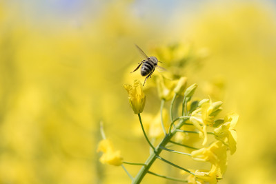 蜜蜂在春天采集油菜花