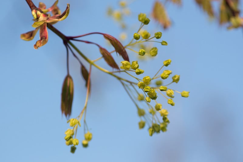 挪威枫，槭属植物花特写选择焦点