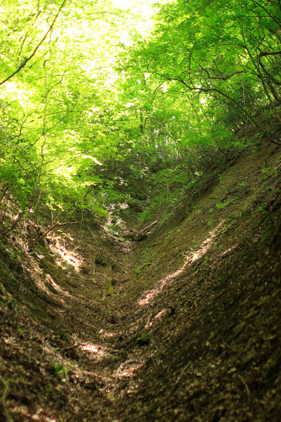 forest11