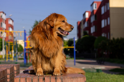 金毛猎犬