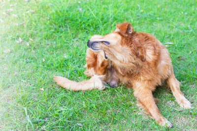 金毛猎犬的狗