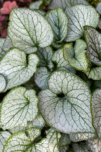 花园中的心叶褐飞虱，西伯利亚褐飞虱(褐飞虱macrophylla 'Jack Frost ')
