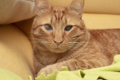 橙色的猫
