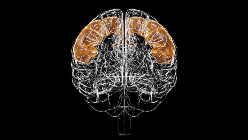 医学概念3D的大脑中央前回解剖