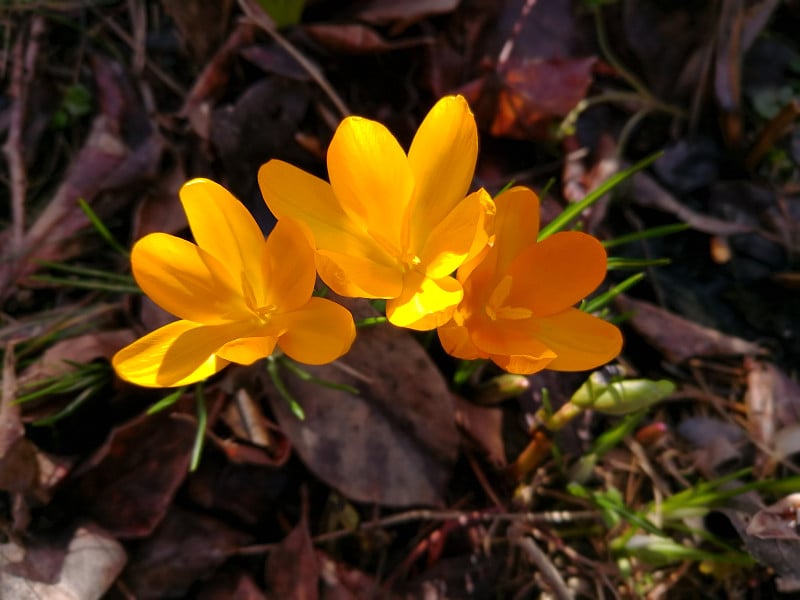 令人惊叹的亮黄色三番红花(Crocus flavus，荷兰黄番红花)，薄薄的绿色叶子被阳光照射在黑暗