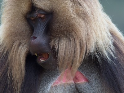 埃塞俄比亚塞米恩山脉，成年狒狒(Theropithecus Gelada)的极端特写，直视镜头，露出