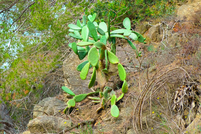 仙人掌属植物仙人掌。仙人掌属植物仙人掌植物。西班牙的仙人掌。