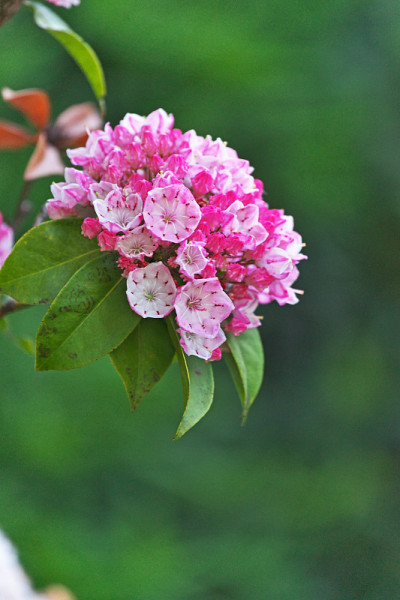 Kalmia