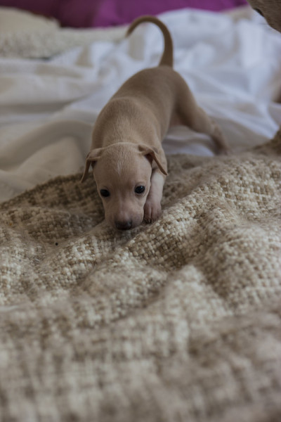 意大利灵缇犬Puppie