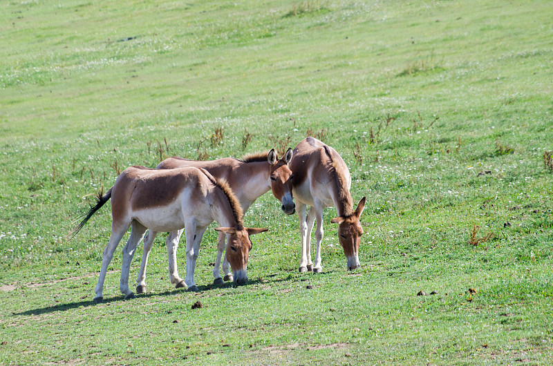 Kiang