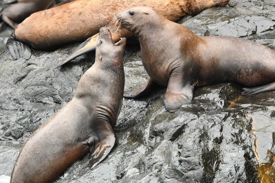 斯特勒海狮