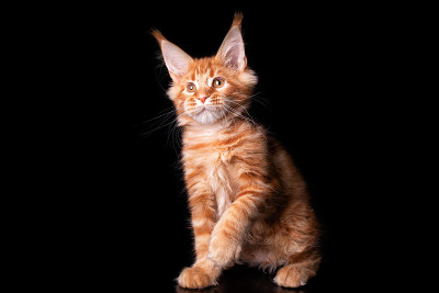 可爱可爱的缅因小猫。