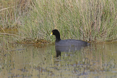 Andean Coot