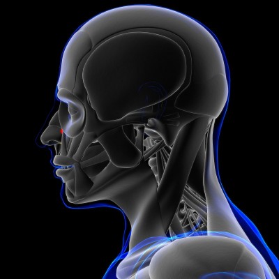 鼻肌解剖医学概念3D