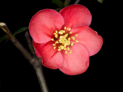 春花系列，红花在枝头开花