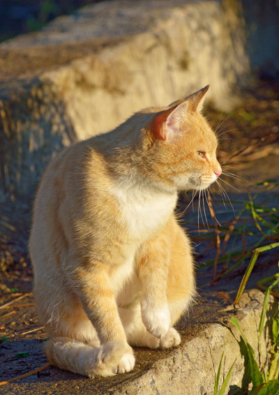 红猫出去打猎了。