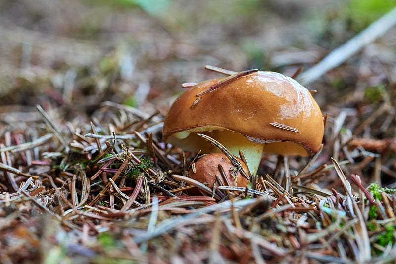 可食用森林蘑菇群(黄貂鱼)