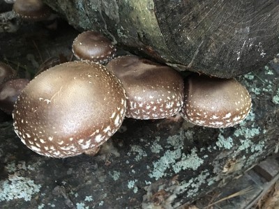 香菇