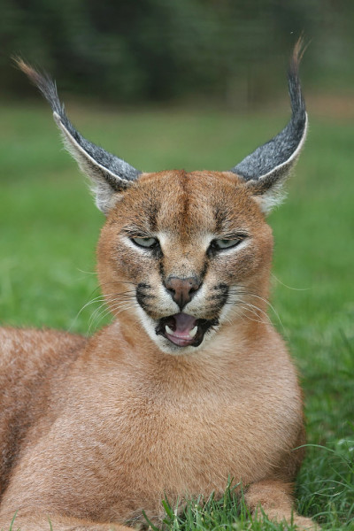 狞猫猞猁肖像