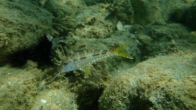 在爱琴海海底有条纹的红鲻鱼或鲻鱼(Mullus surmuletus