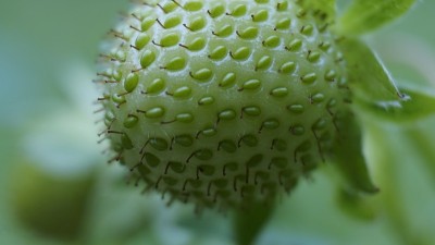 绿色草莓