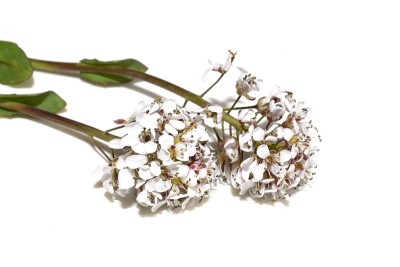 高山豆瓣菜