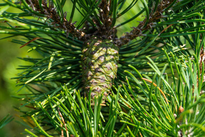 ForestPine抗旱性