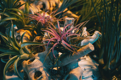 彩灯花环