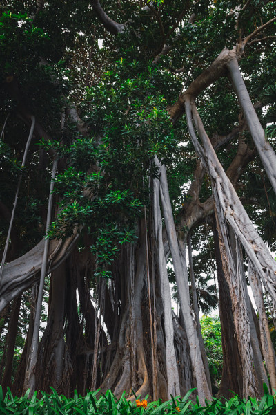 大叶榕(Ficus macrophylla f. columnaris)，生长在热带公园的巨型树种