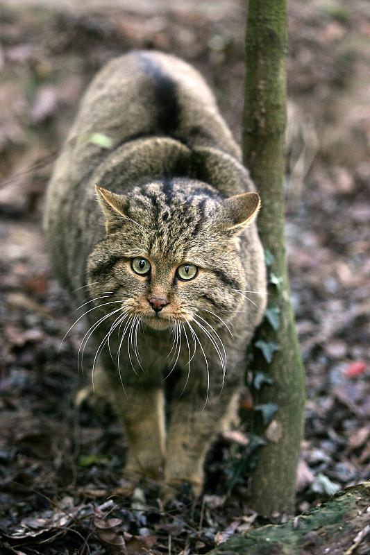 欧洲野猫，野猫