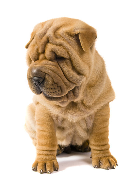 Sharpei狗