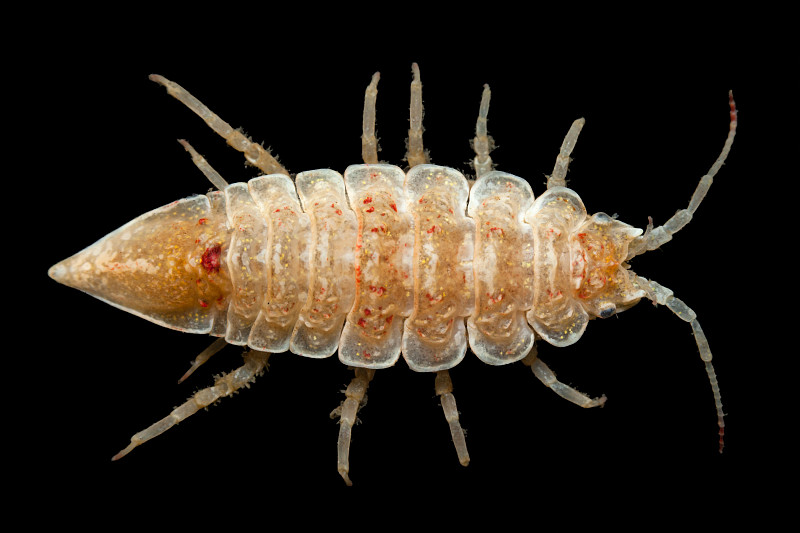 Synidotea nodulosa