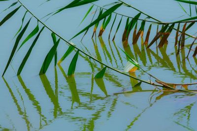 水中芦苇草