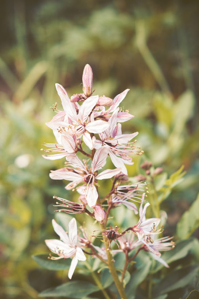 花园中的Dictamnus (Burning Bush)的花