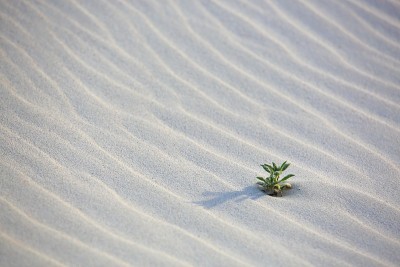 白沙沙漠上嫩绿的嫩芽