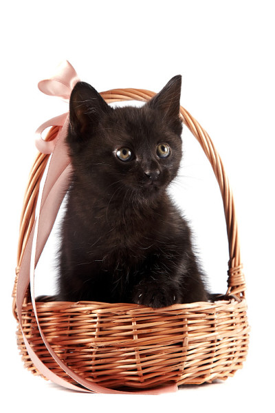 黑猫在一个带丝带的篮子里