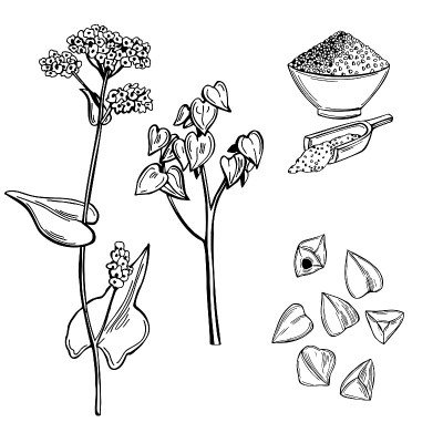 Buckwheat plant. Sketch  illustration.