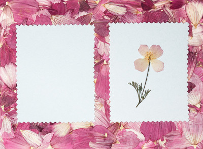 背景的碎片破碎的花。花束、干花胸花。剪贴簿元素由花、花瓣组成。准备卡片，邀请和祝贺。用于问候，剪贴簿